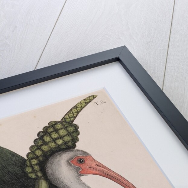 American white ibis by Mark Catesby