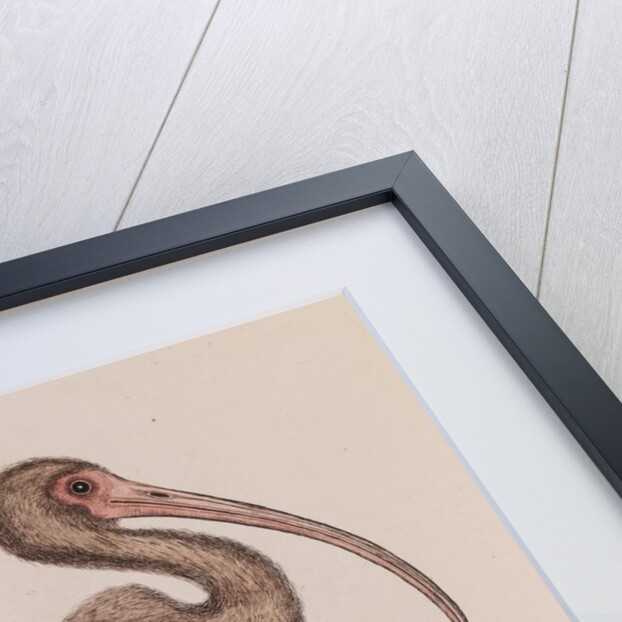 Curlew by Mark Catesby