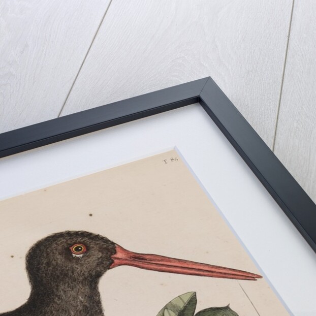 American oystercatcher by Mark Catesby