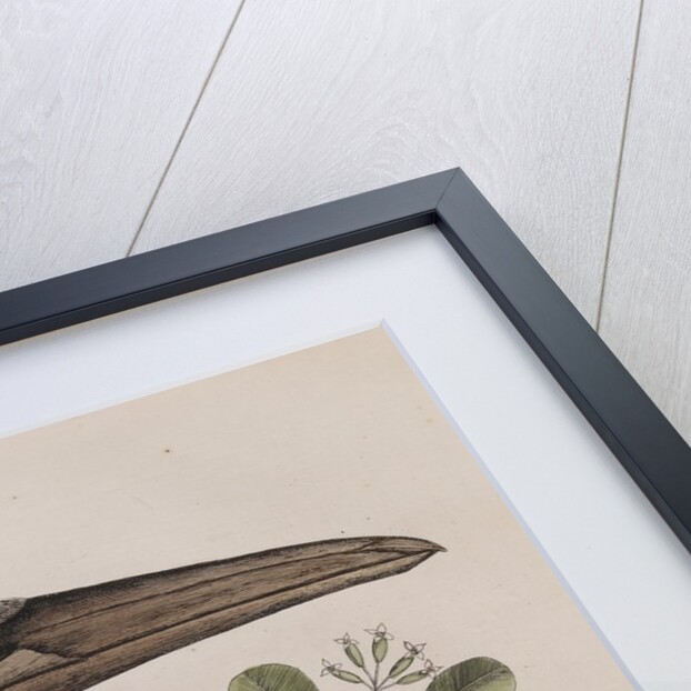 Brown booby by Mark Catesby