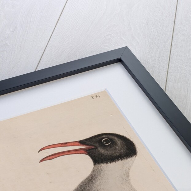 Laughing gull by Mark Catesby