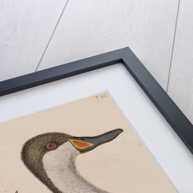 White-cheeked pintail by Mark Catesby
