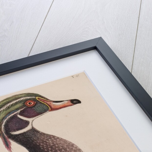 Wood duck by Mark Catesby