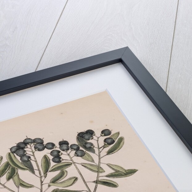 Female bufflehead by Mark Catesby