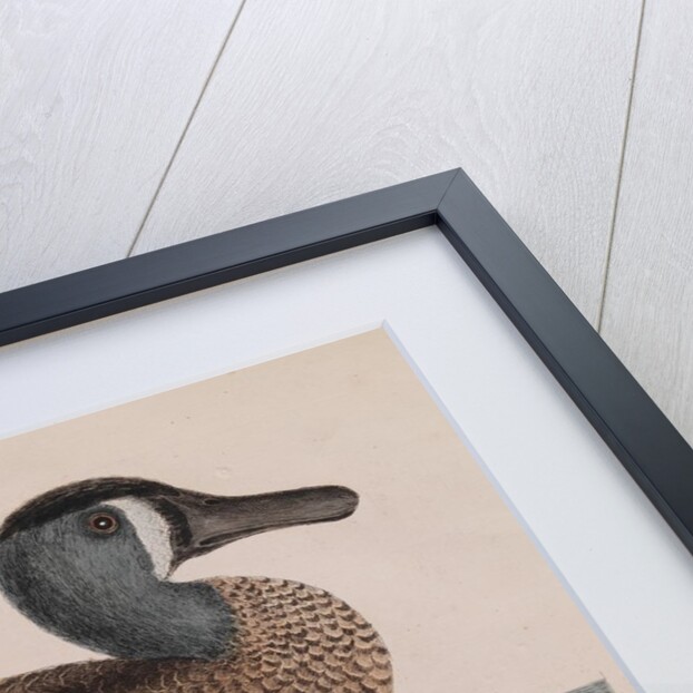Common teal by Mark Catesby