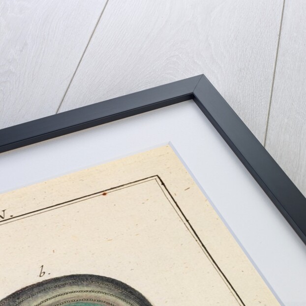 Freshwater snail by Adam Wolfgang Winterschmidt