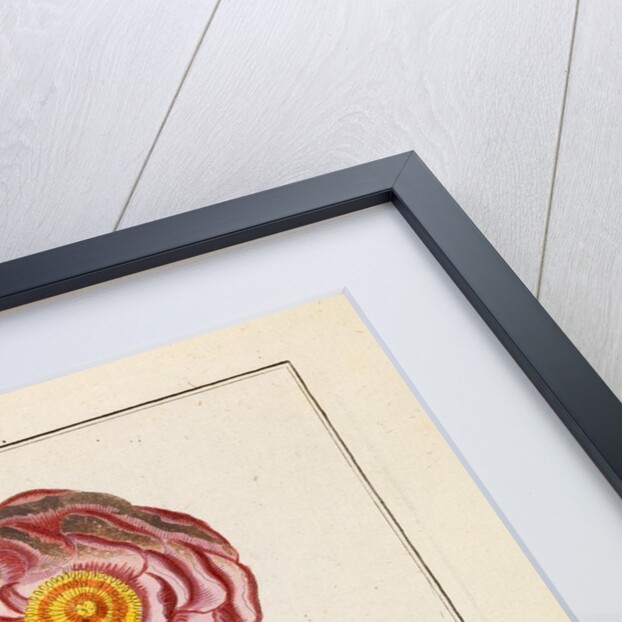 Rose and stamens by Adam Wolfgang Winterschmidt