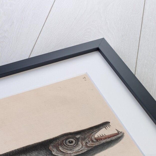 Barracuda and bonefish by Mark Catesby