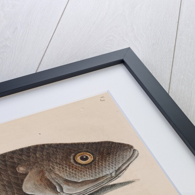 Atlantic croaker and squirrelfish by Mark Catesby