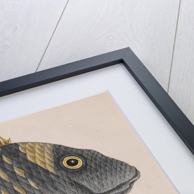 Porkfish and schoolmaster snapper by Mark Catesby