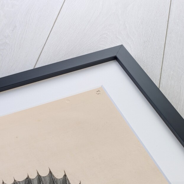 Yellowfin grouper by Mark Catesby