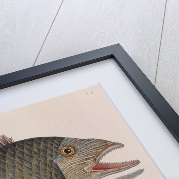 Common grunt and mullet by Mark Catesby
