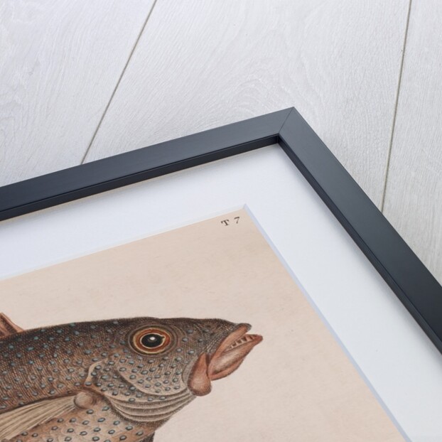 Coney fish and cottonwick by Mark Catesby