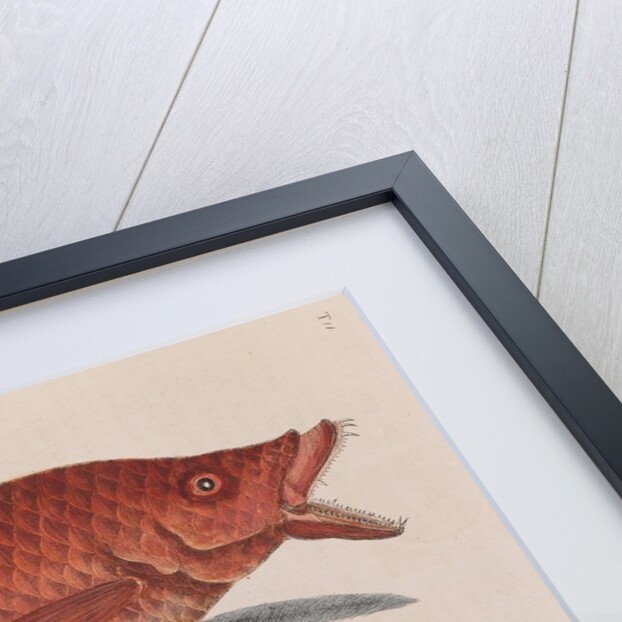 Hogfish and American shad by Mark Catesby