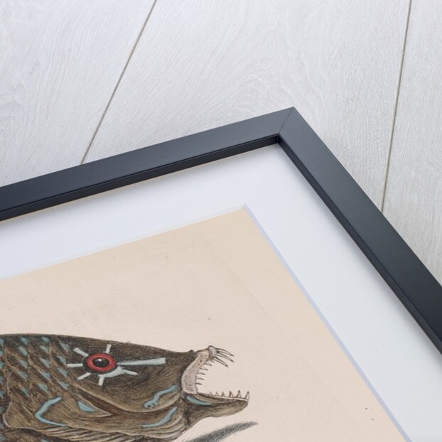 Puddingwife wrasse and Carolina whiting by Mark Catesby
