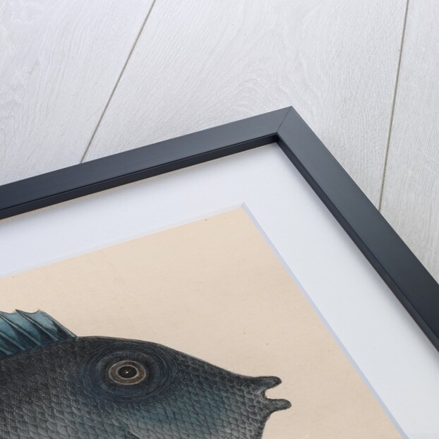 Blue tang and coney fish by Mark Catesby