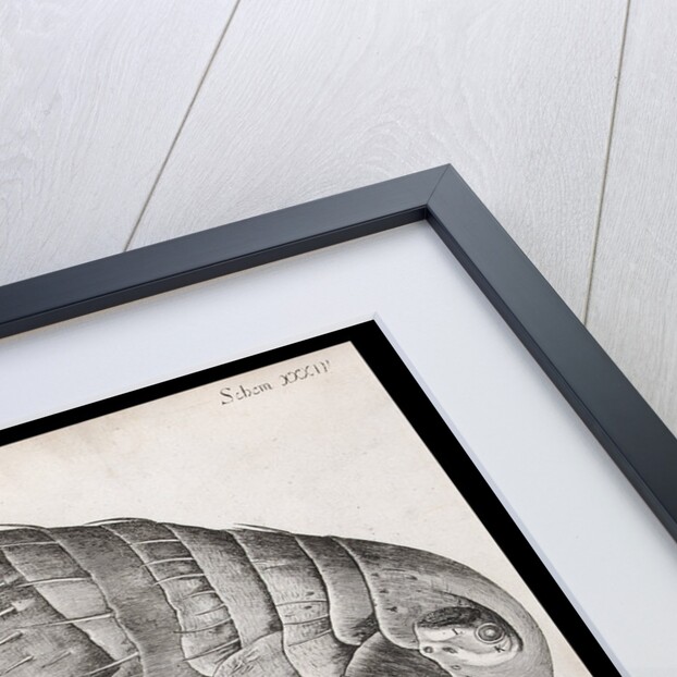 Microscopic view of a flea by Robert Hooke