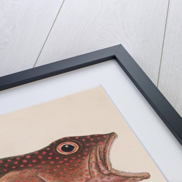 Red hind and skipjack tuna by Mark Catesby