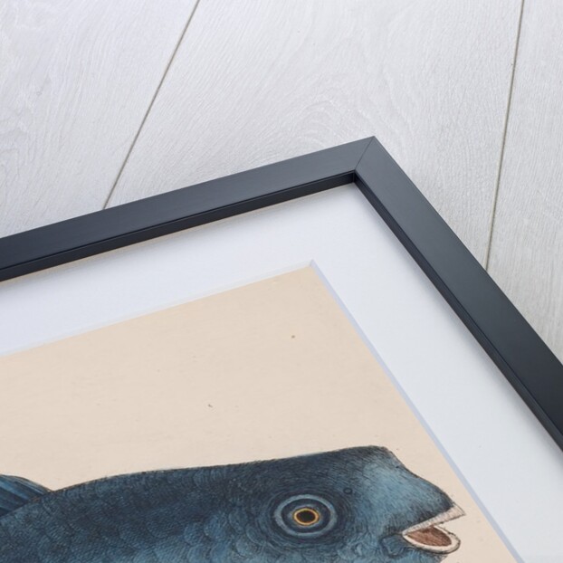 Bluefish by Mark Catesby