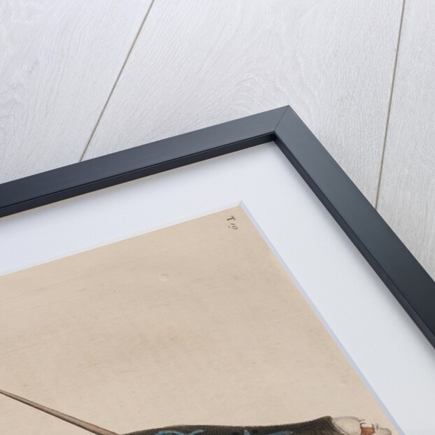 Scrawled filefish by Mark Catesby