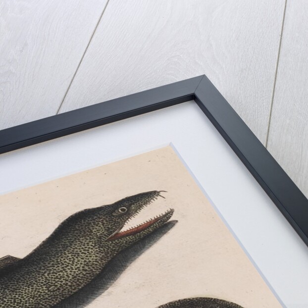 Blackcheek moray eel by Mark Catesby