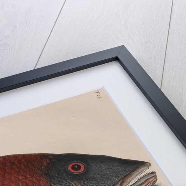 Mutton snapper by Mark Catesby