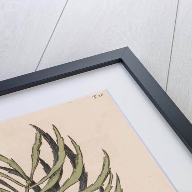 Live sharksucker by Mark Catesby