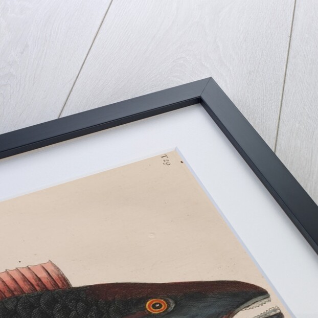 Parrotfish by Mark Catesby