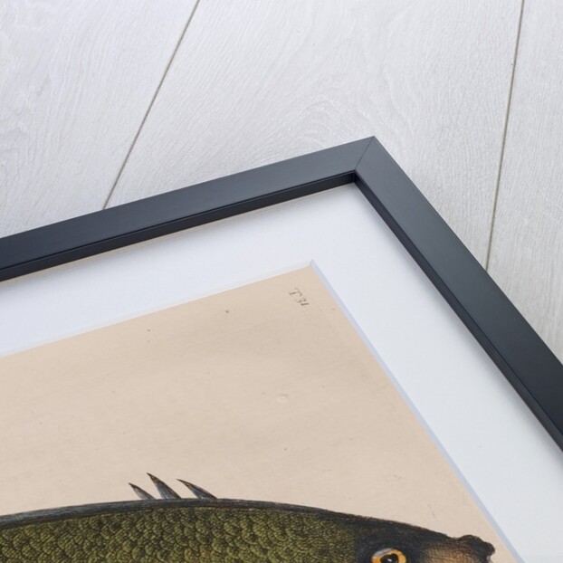 Angelfish by Mark Catesby
