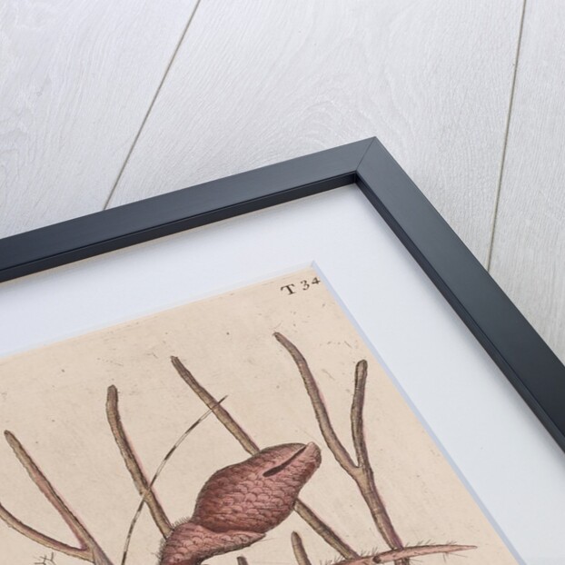 Seawater hermit crab by Mark Catesby