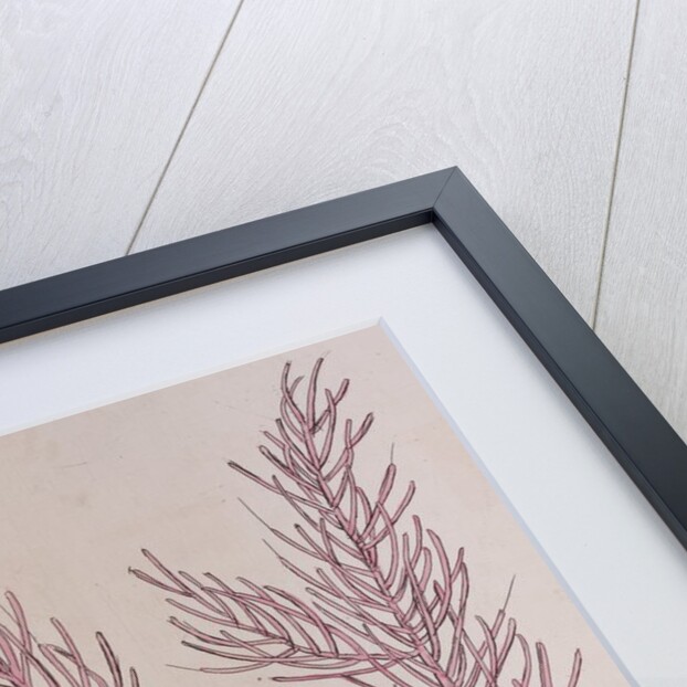 Sand crab by Mark Catesby