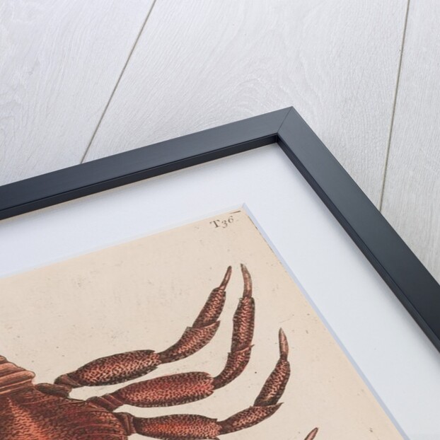 Red rock crab and box crab by Mark Catesby