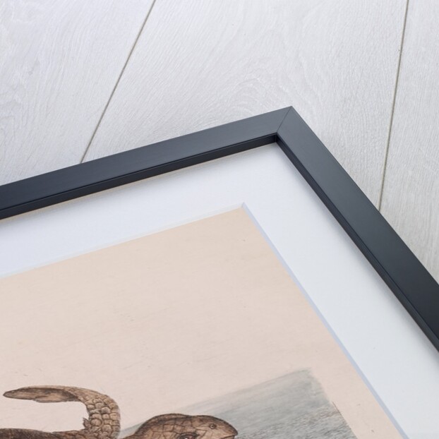 Loggerhead sea turtle by Mark Catesby