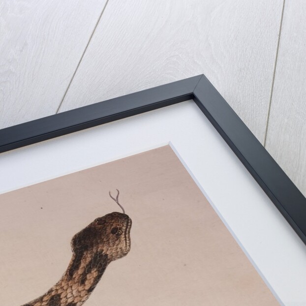 Rattlesnake by Mark Catesby