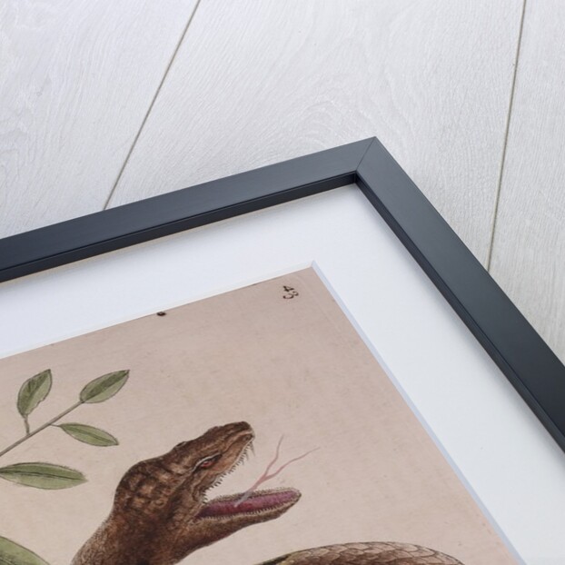 Pit viper by Mark Catesby