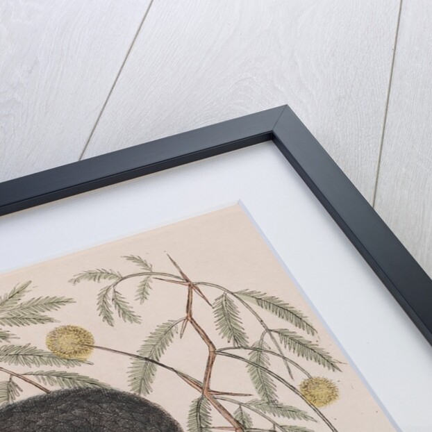 Eastern hog-nosed snake by Mark Catesby