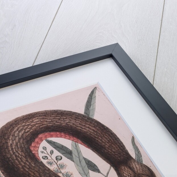 Rough green snake by Mark Catesby