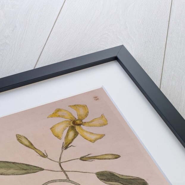 Common garter snake by Mark Catesby