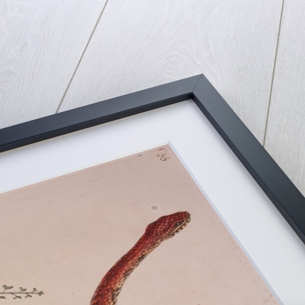 Corn snake by Mark Catesby