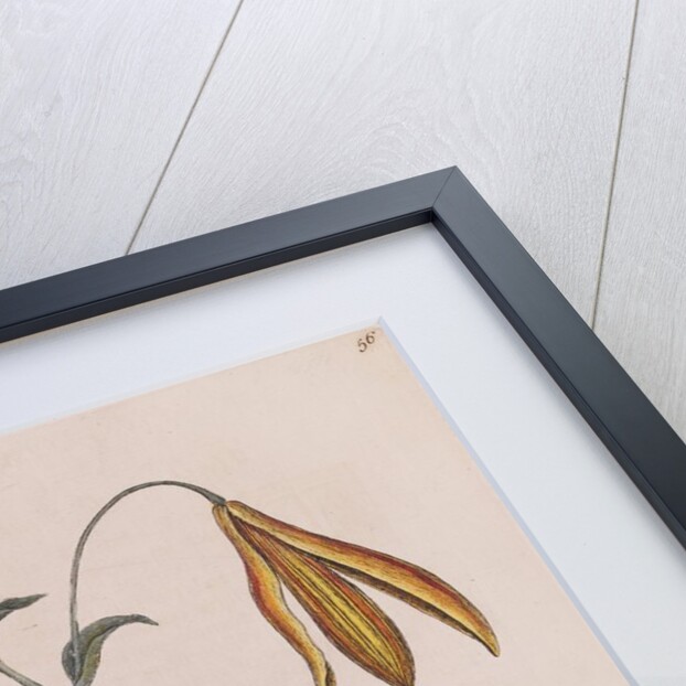 Eastern hog-nosed snake by Mark Catesby