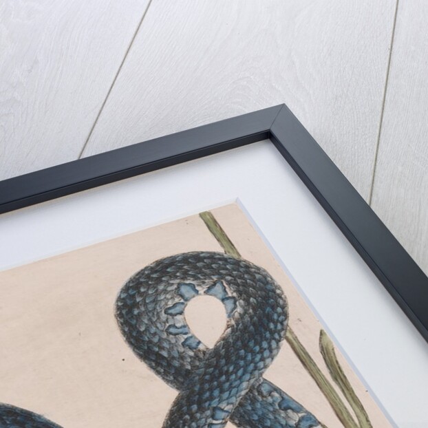 Eastern mud snake by Mark Catesby
