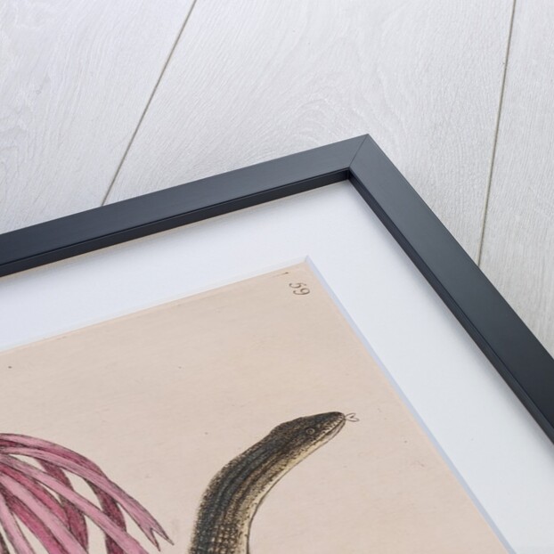 Eastern glass lizard by Mark Catesby