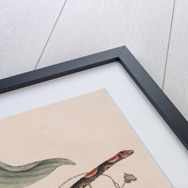 Scarlet snake by Mark Catesby