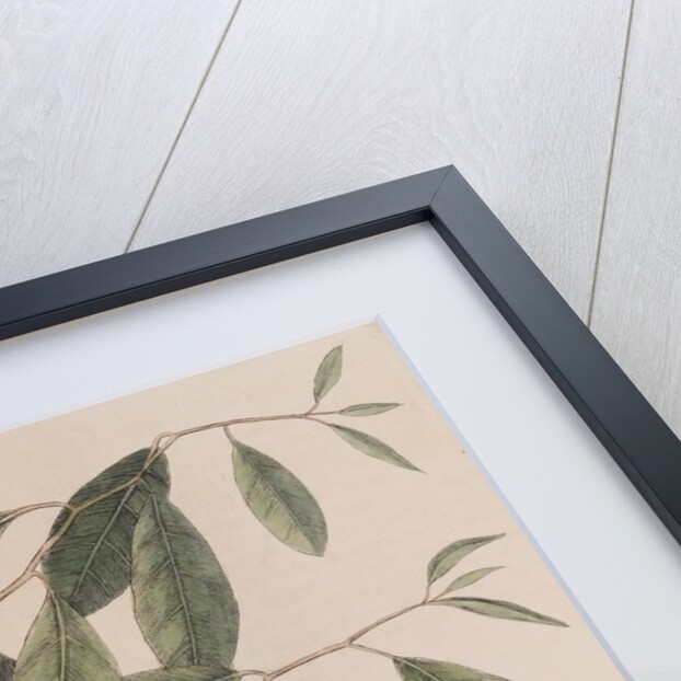 Five-lined skink by Mark Catesby