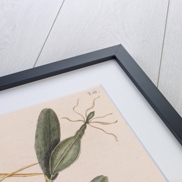 Six-lined racerunner by Mark Catesby