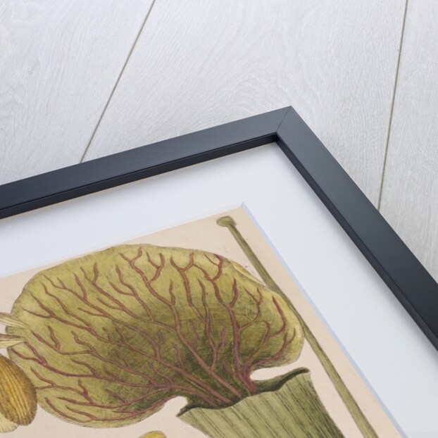 Southern toad by Mark Catesby