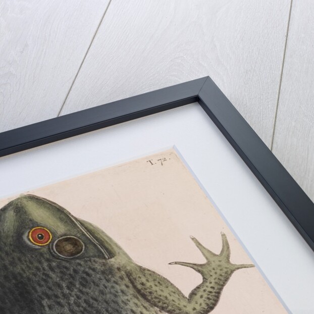 American bullfrog by Mark Catesby