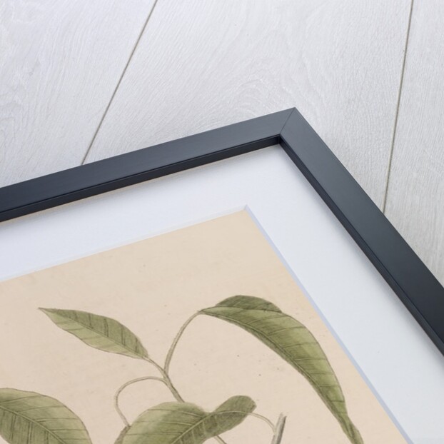 Eastern chipmunk by Mark Catesby