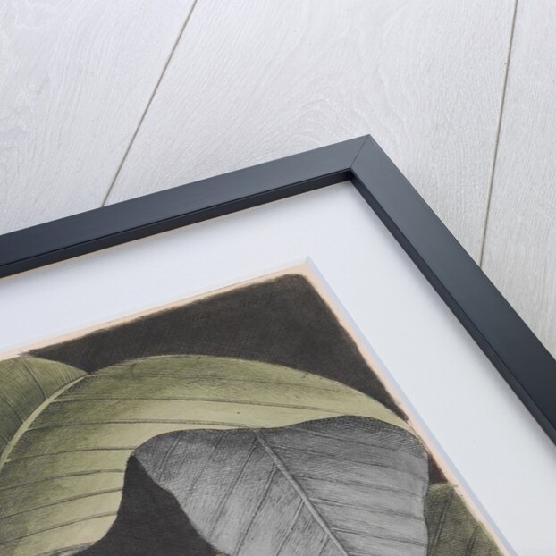 Umbrella magnolia by Mark Catesby