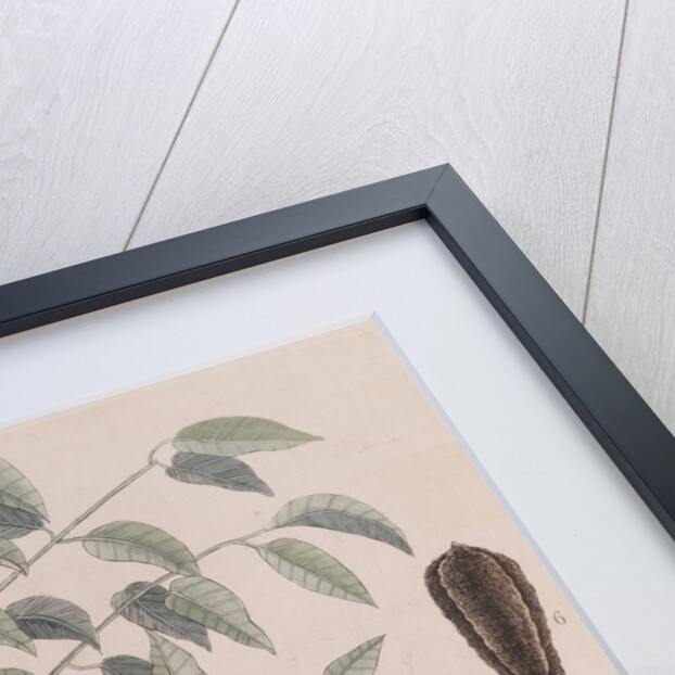 African mahogany by Mark Catesby